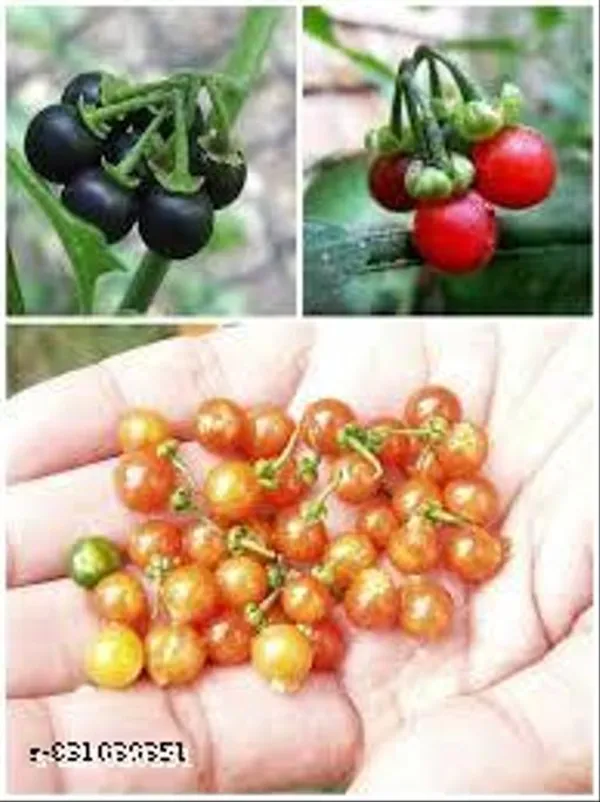 Lal_Makoy_Whole_Plant_Herbal_Powder_100_G