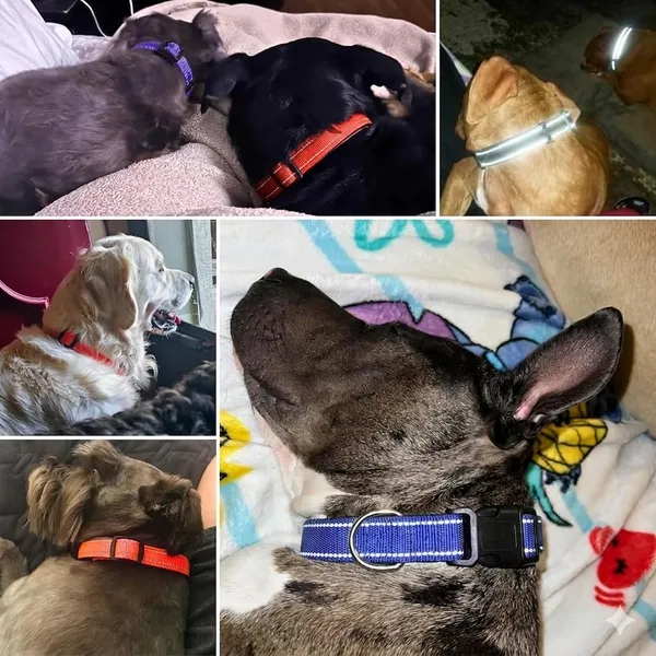 Premium_Reflective_Dog_Collar_–_Soft_Padded,_Nylon,_Adjustable_&_Comfortable_Pet_Collar_with_Steel_D-Ring_and_Heavy_Duty_Buckle_for_Small,_Medium_&_Large_Dogs_-(Pack_of_2,Multicolor)