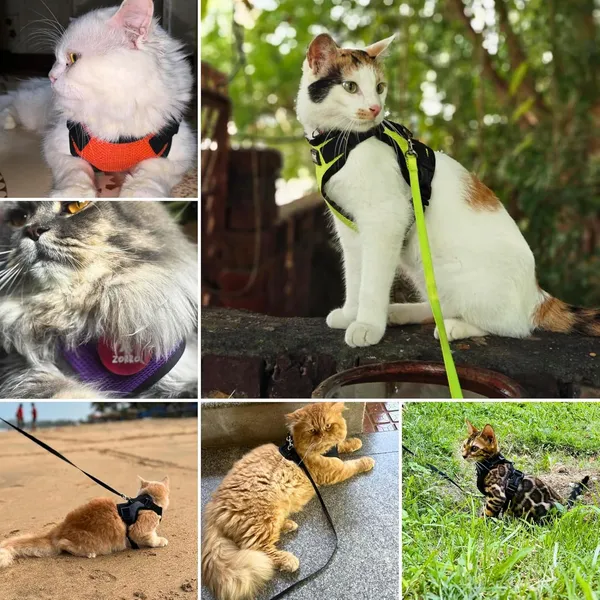 BWB_No_Pull_Cat_Harness_with_Leash_+_Free_Natural_deo_Spray_(120ml),_Escape_Proof,_Ultra-Light_Weight,_Air_Mesh_Fabric,_Fully_Adjustable_&_Durable_Cat_Leash_with_Harness_(XS_-_Pink)