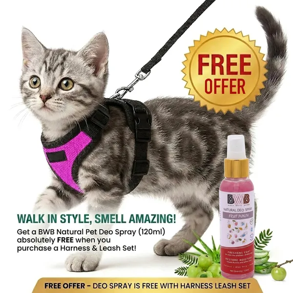 BWB_Reflective_Cat_Harness_with_Leash,_No-Pull_Adjustable_Belt_Vest_for_Small,_Medium_&_Large_Cats,_Escape-Proof,_Padded_Training_&_Walking_Harness_(XL-_Purple)