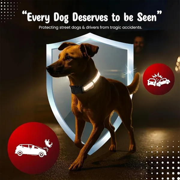 BWB_Reflective_Dog_Collar_Set,_Durable_&_Adjustable_Nylon_Dog_Belt_for_Small,_Medium_&_Large_Dogs,_D-Ring_&_Soft_Comfort_Fit,_Night_Safety_Design_(Set_of_2-_Multicolor)