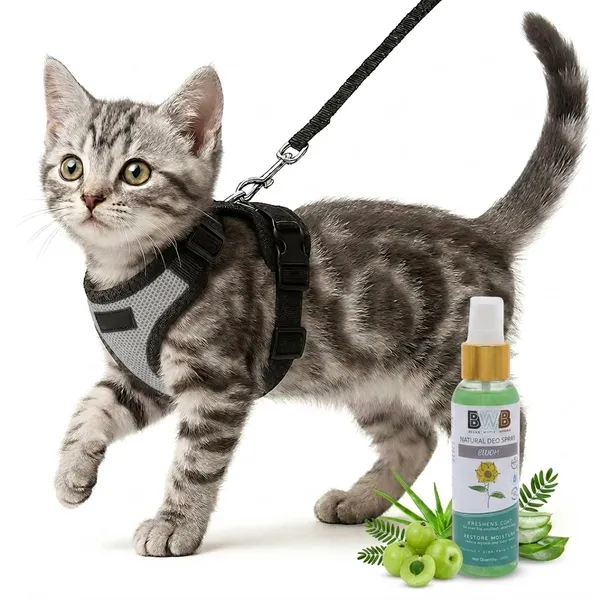 BWB_No_Pull_Cat_Harness_with_Leash_(XXS_-_Gray)_+_Free_Natural_Deo_Spray_(120ml),_Escape_Proof,_Ultra-Light_Weight,_Air_Mesh_Fabric,_Fully_Adjustable_&_Durable_Cat_Leash_with_Harness