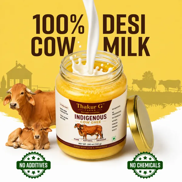 Gir_Cow_|_Indigenous_Cow_|_Thakur_G_Farms_|_Traditional_Vedic_Bilona_Churned_-_Farm_at_Porbandar_Gujrat