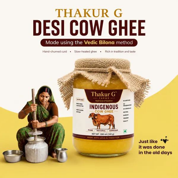 Gir_Cow_|_Indigenous_Cow_|_Thakur_G_Farms_|_Traditional_Vedic_Bilona_Churned_-_Farm_at_Porbandar_Gujrat