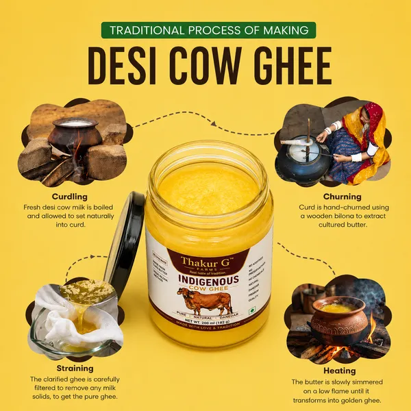 Gir_Cow_|_Indigenous_Cow_|_Thakur_G_Farms_|_Traditional_Vedic_Bilona_Churned_-_Farm_at_Porbandar_Gujrat