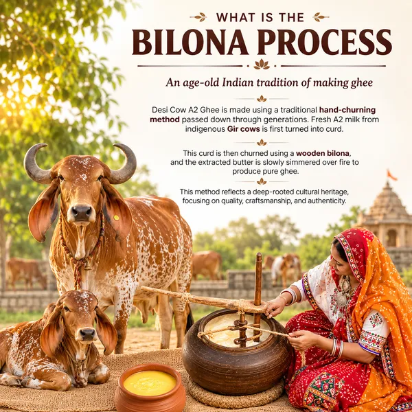 Gir_Cow_|_Indigenous_Cow_|_Thakur_G_Farms_|_Traditional_Vedic_Bilona_Churned_-_Farm_at_Porbandar_Gujrat