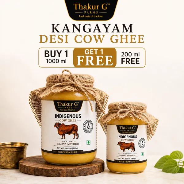 Kangayam_Desi__Cow_|_Indigenous_Cow_|_Thakur_G_Farms_|_Traditional_Vedic_Bilona_Churned_|_Found_in_Tamilnadu_(Erode,_Coimbatore_districts)