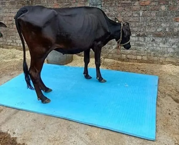 Blue_Rubber_Textured_Cow_Mat_8X5_Feet