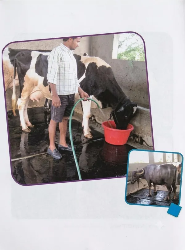 JAYPEE_8*5ft_25mm_Rubber_Anti_Fatigue_Cow_Mat_For_Livestock_Flooring
