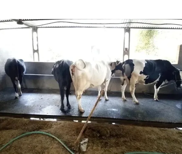 Jhakkas_Pure_Eva_Rubber_Cattle_Mat_25MM_8*5ft