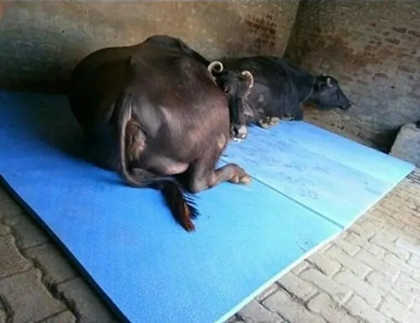 MRF_BLUE_Cow_Mat_For_all_animals,_BPA_Free,_Easy_Clean_And_Waterproof_Heavy_Thickness_25mm