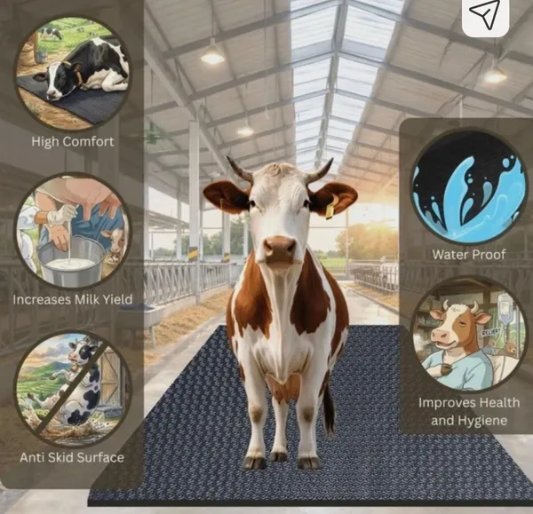 Jhakkas_Pure_Eva_Rubber_Cattle_Mat_25MM_8*5ft