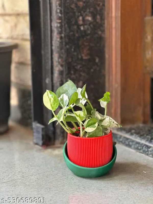 Plastic_Red_Desk_Pot_Planter