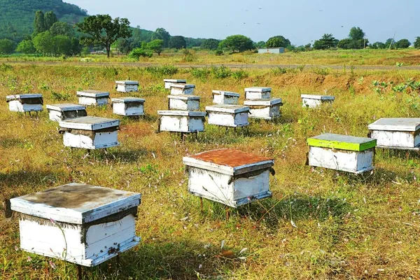 Pure_Raw_Sunflower_Honey