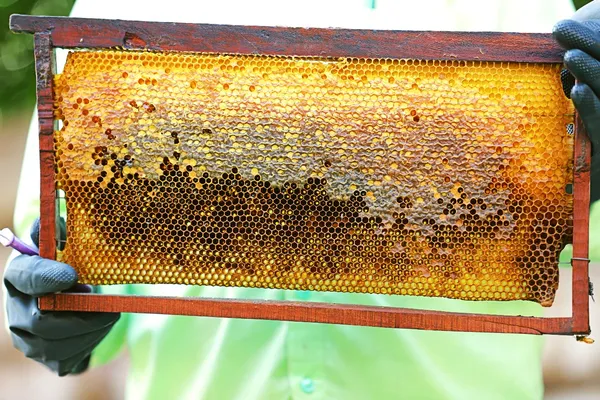 Pure_Raw_Sunflower_Honey