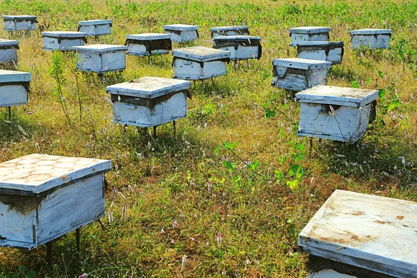 Pure_Raw_Sunflower_Honey