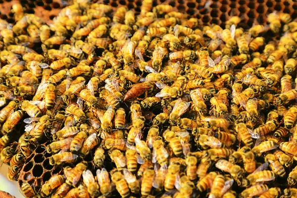 Pure_Raw_Sunflower_Honey