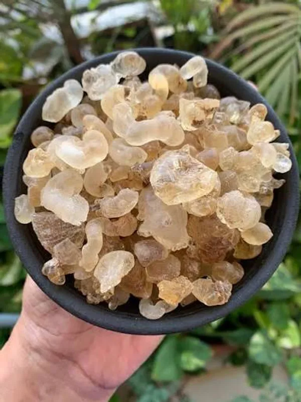 Janta_Edible_Tree_Gum_Gond_Dhav