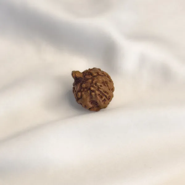 Ganesh_Rudraksha_Bead_–_Natural_Trunk_Formation_|_Java,_Indonesia
