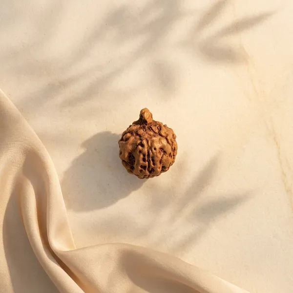 Ganesh_Rudraksha_Bead_–_Natural_Trunk_Formation_|_Java,_Indonesia
