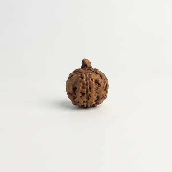 Ganesh_Rudraksha_Bead_–_Natural_Trunk_Formation_|_Java,_Indonesia