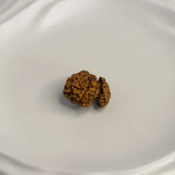 Trijuti_Rudraksha_(Large)_–_Rare_3_Naturally_Joined_Beads_|_Java,_Indonesia