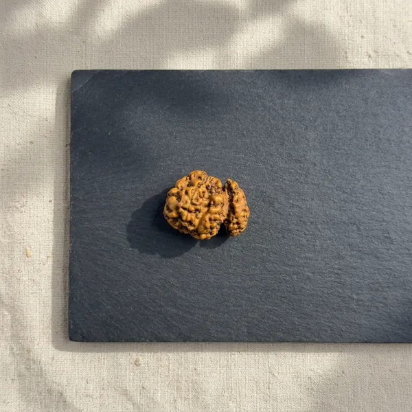 Trijuti_Rudraksha_(Large)_–_Rare_3_Naturally_Joined_Beads_|_Java,_Indonesia