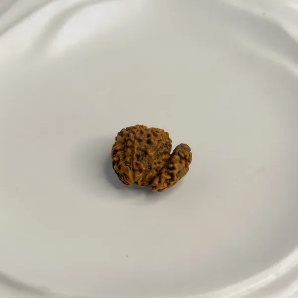 Trijuti_Rudraksha_(Large)_–_Rare_3_Naturally_Joined_Beads_|_Java,_Indonesia