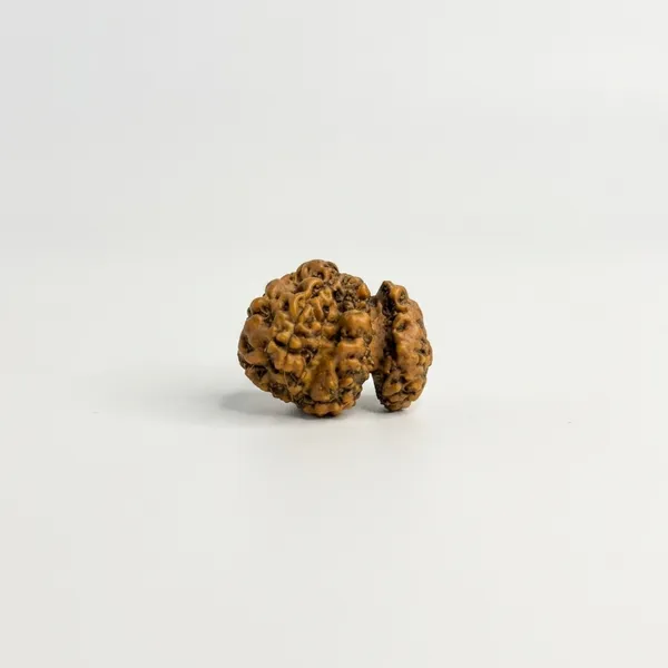 Trijuti_Rudraksha_(Large)_–_Rare_3_Naturally_Joined_Beads_|_Java,_Indonesia