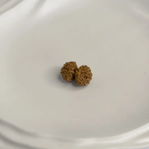 Gauri_Shankar_Rudraksha_–_Naturally_Joined_Beads_|_Java,_Indonesia
