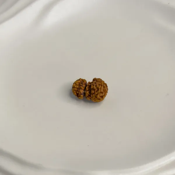 Trijuti_Rudraksha_(Small)_–_Rare_3_Naturally_Joined_Beads_|_Java,_Indonesia