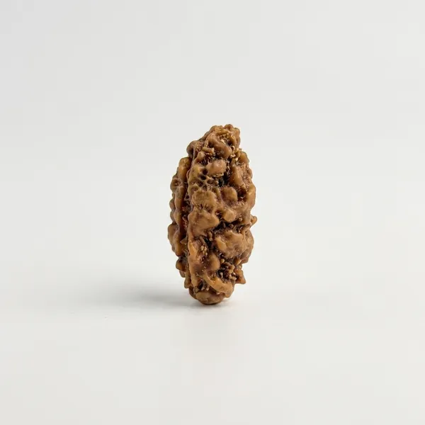 1_Mukhi_Rudraksha_|_Java,_Indonesia