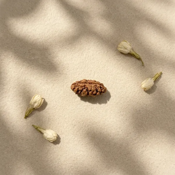 1_Mukhi_Rudraksha_|_Java,_Indonesia