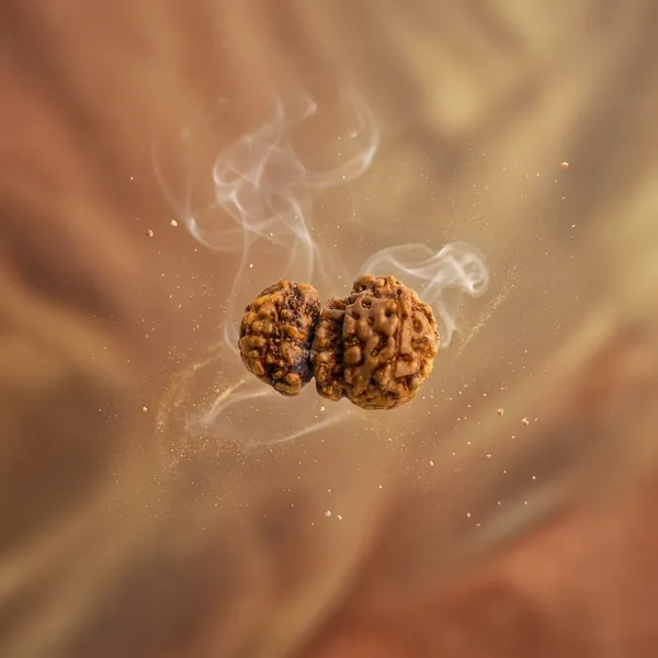 Trijuti_Rudraksha_(Small)_–_Rare_3_Naturally_Joined_Beads_|_Java,_Indonesia