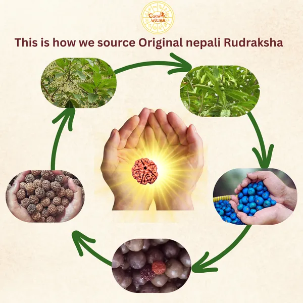 5_Mukhi_Rudraksha