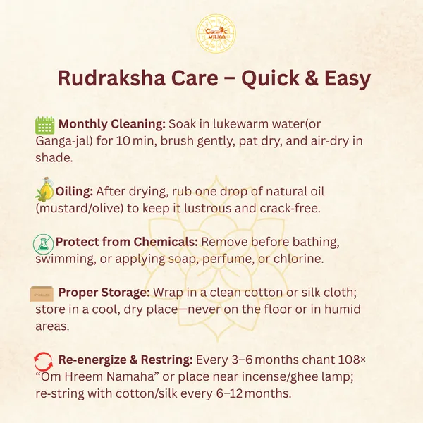5_Mukhi_Rudraksha