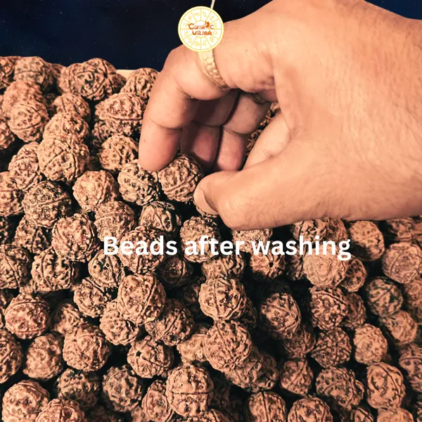 5_Mukhi_Rudraksha