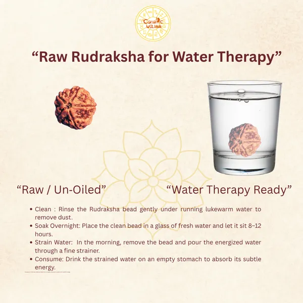 5_Mukhi_Rudraksha