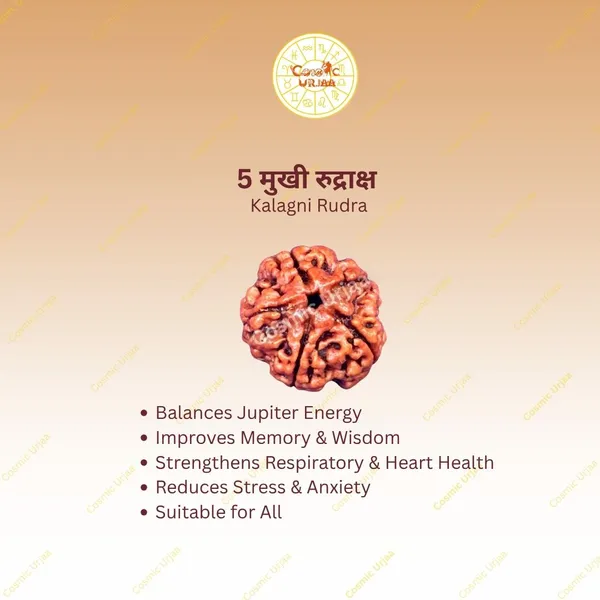 5_Mukhi_Rudraksha
