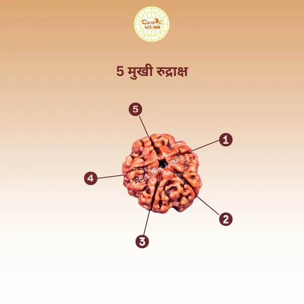 5_Mukhi_Rudraksha