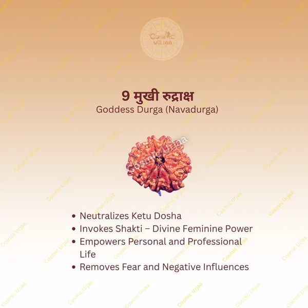 9_Mukhi_Rudraksha