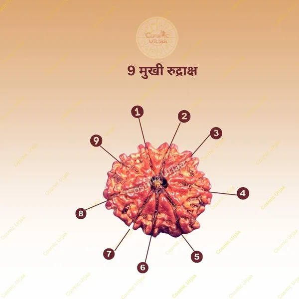 9_Mukhi_Rudraksha