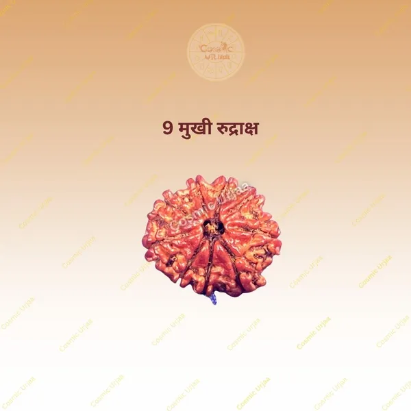 9_Mukhi_Rudraksha