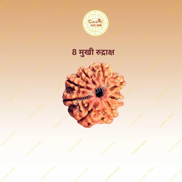8_Mukhi_Rudraksha