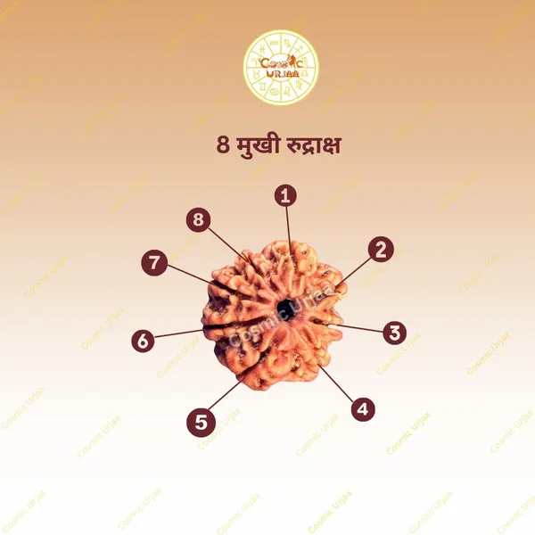8_Mukhi_Rudraksha