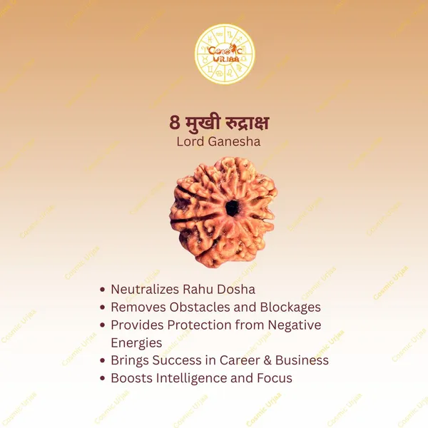 8_Mukhi_Rudraksha