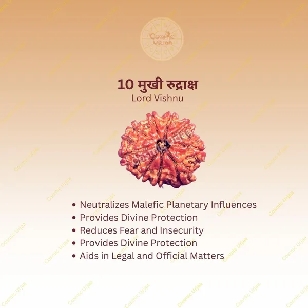 10_Mukhi_Rudraksha