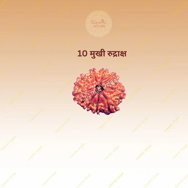 10_Mukhi_Rudraksha