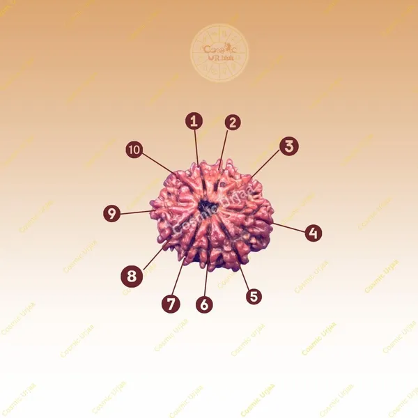 10_Mukhi_Rudraksha