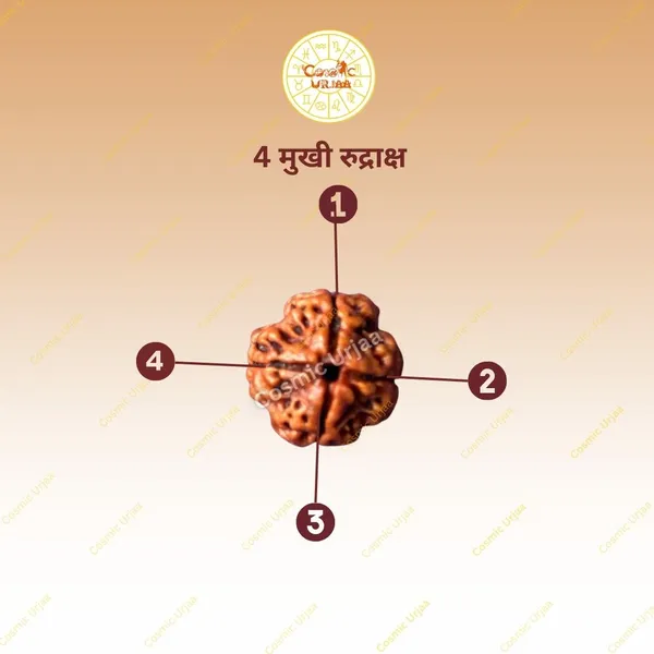 4_Mukhi_Rudraksha